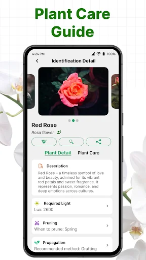 ePlant plant care guide displaying Red Rose details with tabs for plant information, care instructions, light requirements, pruning and propagation tips