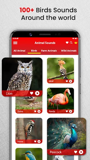 Bird sounds collection displaying 100+ bird species including Owl, Hoopoe, and Peacock with ringtone labels.